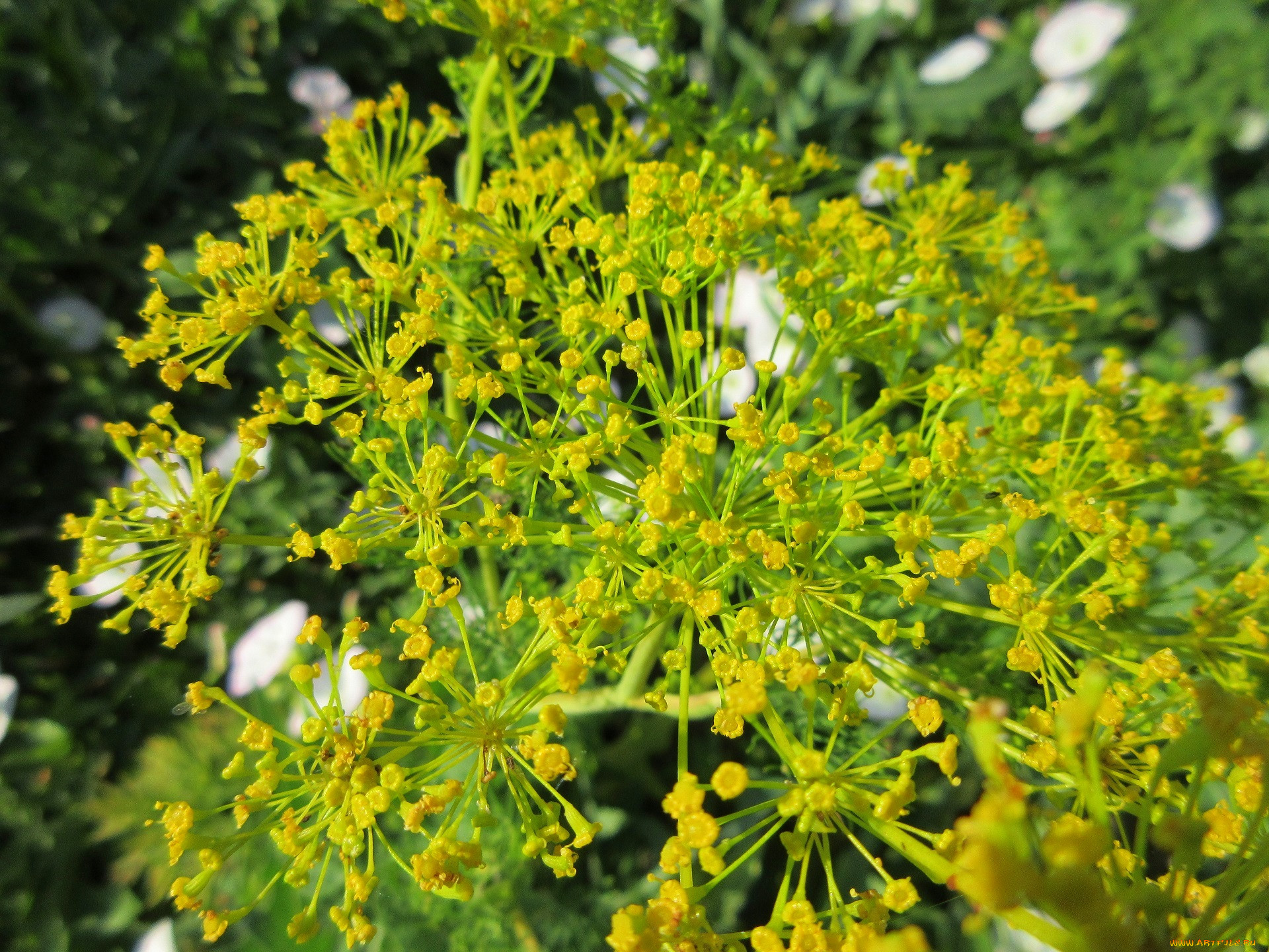 Цветы похожие на укроп. Anethum graveolens. Укроп. Укроп цветение. Укроп зацвел.